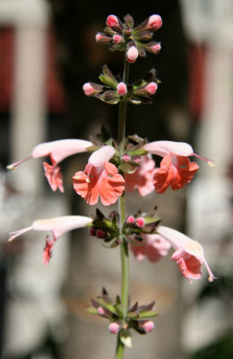 Salvia