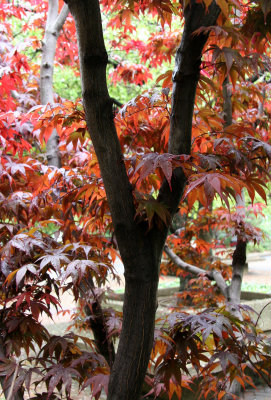 Japanese Red Leaf Maple