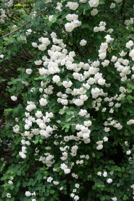 Bridel Bush Blossoms