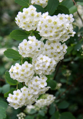 Bridel Bush Blossoms