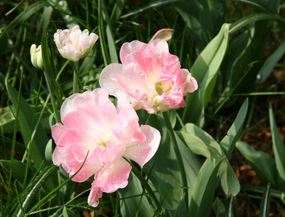 Pink Tulips