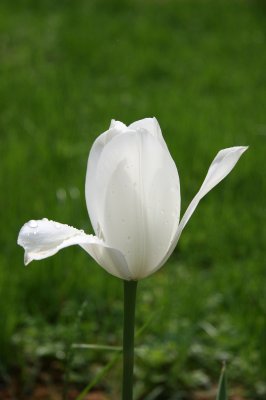 White Tulip