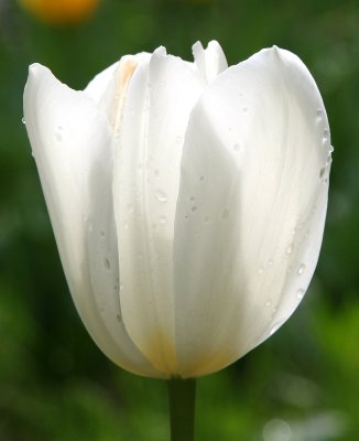 White Tulip