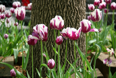 Tulips at the Base of an Elm Tree