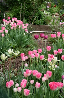 Pink Tulips