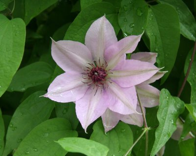 Clematis