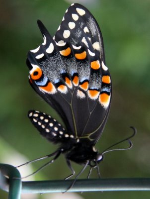 Black Swallowtail Butterfly - Papilio polyxenes