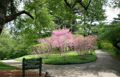 Cercis Trees in Bloom