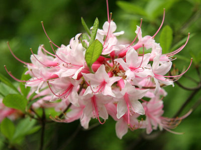 Rhododendron - Native Plant Garden