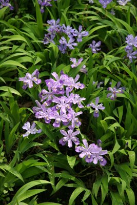 Iris - Native Plant Garden