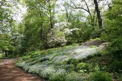 Jacob's Ladder - New York Botanical Gardens