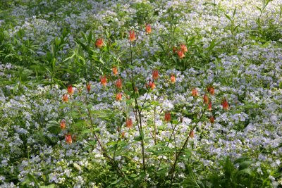 Columbine & Jacob's Ladder - Native Plant Garden