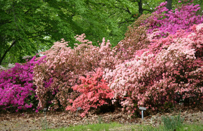 Azaleas - New York Botanical Gardens