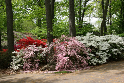 Azalea Way