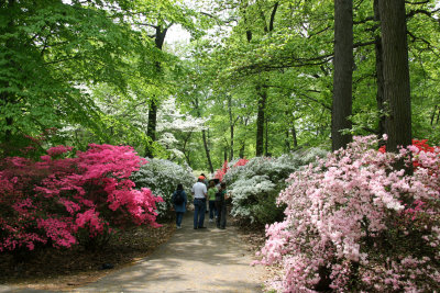 Azalea Way