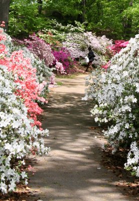 Azalea Way