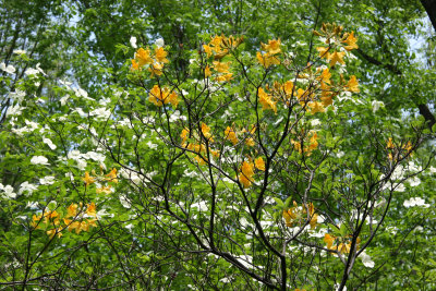 Rhododendron & Dogwood - Azalea Way
