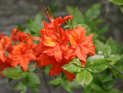 Rhododendron - Azalea Way