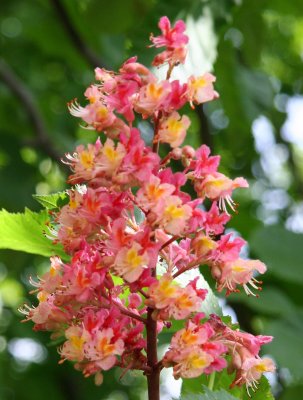 Chestnut Trees - New York Botanical Gardens