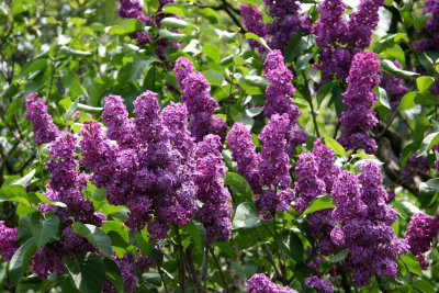 Lilac Hill & Lilacs - New York Botanical Gardens