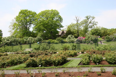 Rose Garden & Roses - New York Botanical Gardens