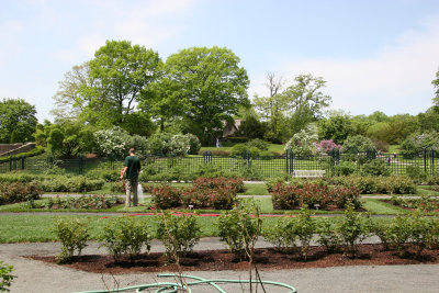 Rose Garden & Roses - New York Botanical Gardens