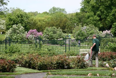 Rose Garden & Roses - New York Botanical Gardens