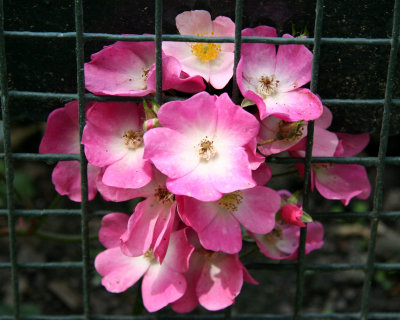 Rose Garden & Roses - New York Botanical Gardens