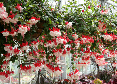 Fuchsia - Bourke-Sullivan Display House