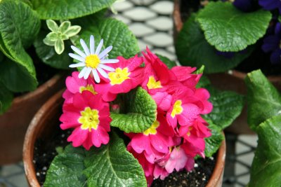 Primroses - New York Botanical Gardens