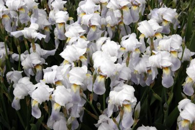 Iris - Perennial Conservatory Garden