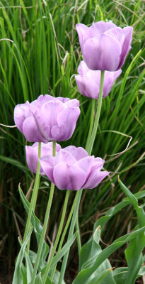 Tulips - Perennial Conservatory Garden