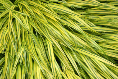 Hakone Grass - Perennial Conservatory Garden