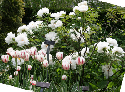 Tulips & Peonies - Perennial Conservatory Garden