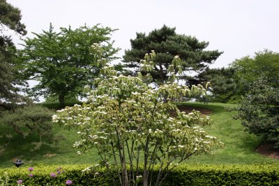Viburnum - Perennial Conservatory Garden
