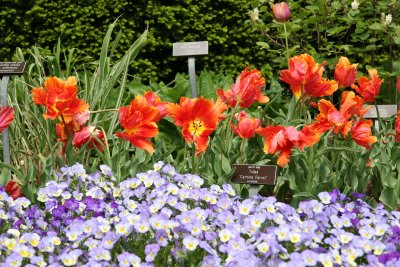 Tulips & Pansies - Perennial Conservatory Garden
