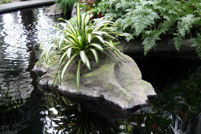 A Bromeliad - Conservatory Entrance Gallery