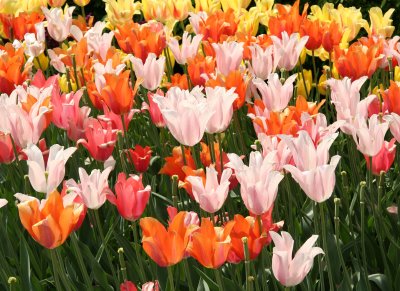 Tulips - New York Botanical Gardens