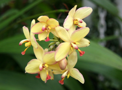 Orchid - Caribbean Garden Show