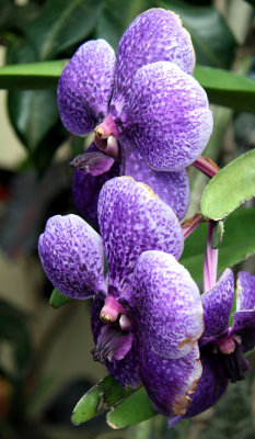 Orchids - New York Botanical Gardens