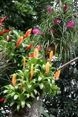 Pink Tsilandia, Yellow & Orange Bromeliad - Caribbean Garden Show