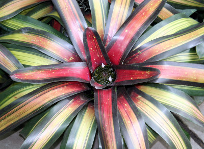 Bromeliad - Caribbean Garden Show