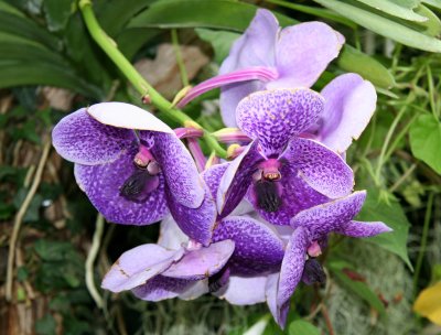 Orchids - Caribbean Garden Show
