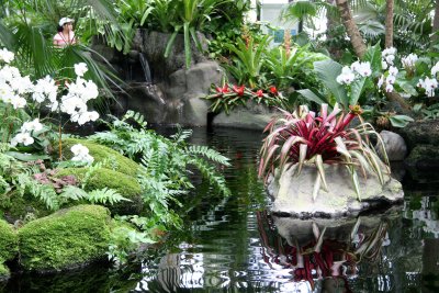Bromeliads, Orchids & Unknown Plants- Caribbean Garden Show