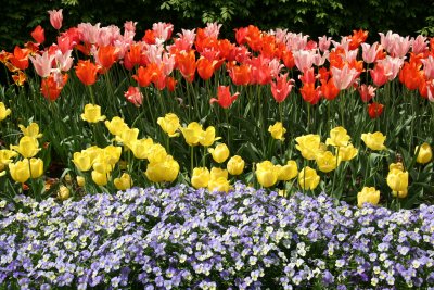 Tulips & Pansies - Home Garden Center