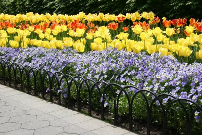 Tulips & Pansies - Home Garden Center