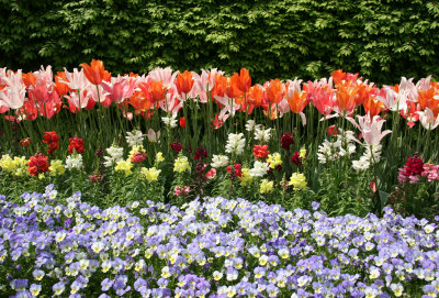 Tulips, Snapdragons & Pansies - Home Garden Center
