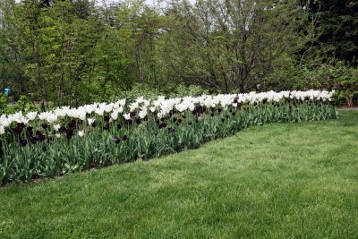 Tulips - Home Garden Center