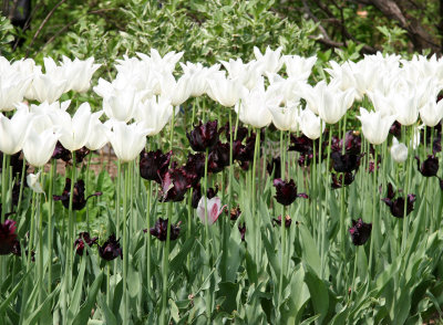 Tulips - Home Garden Center