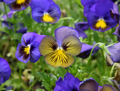 Pansies - Home Garden Center